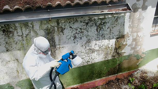 Trusted Mold Inspection service in Round Rock, TX - Cheap Mold Removal
